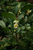 Camellia sinensis RCP10-08 013.jpg